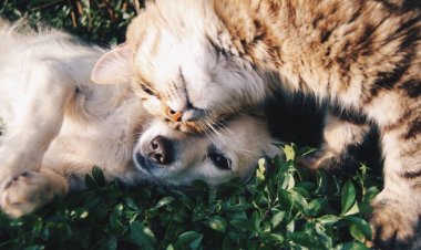 What do you know about animals?