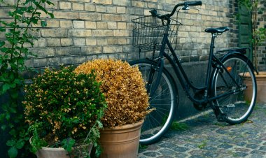 Are own design entire former get should